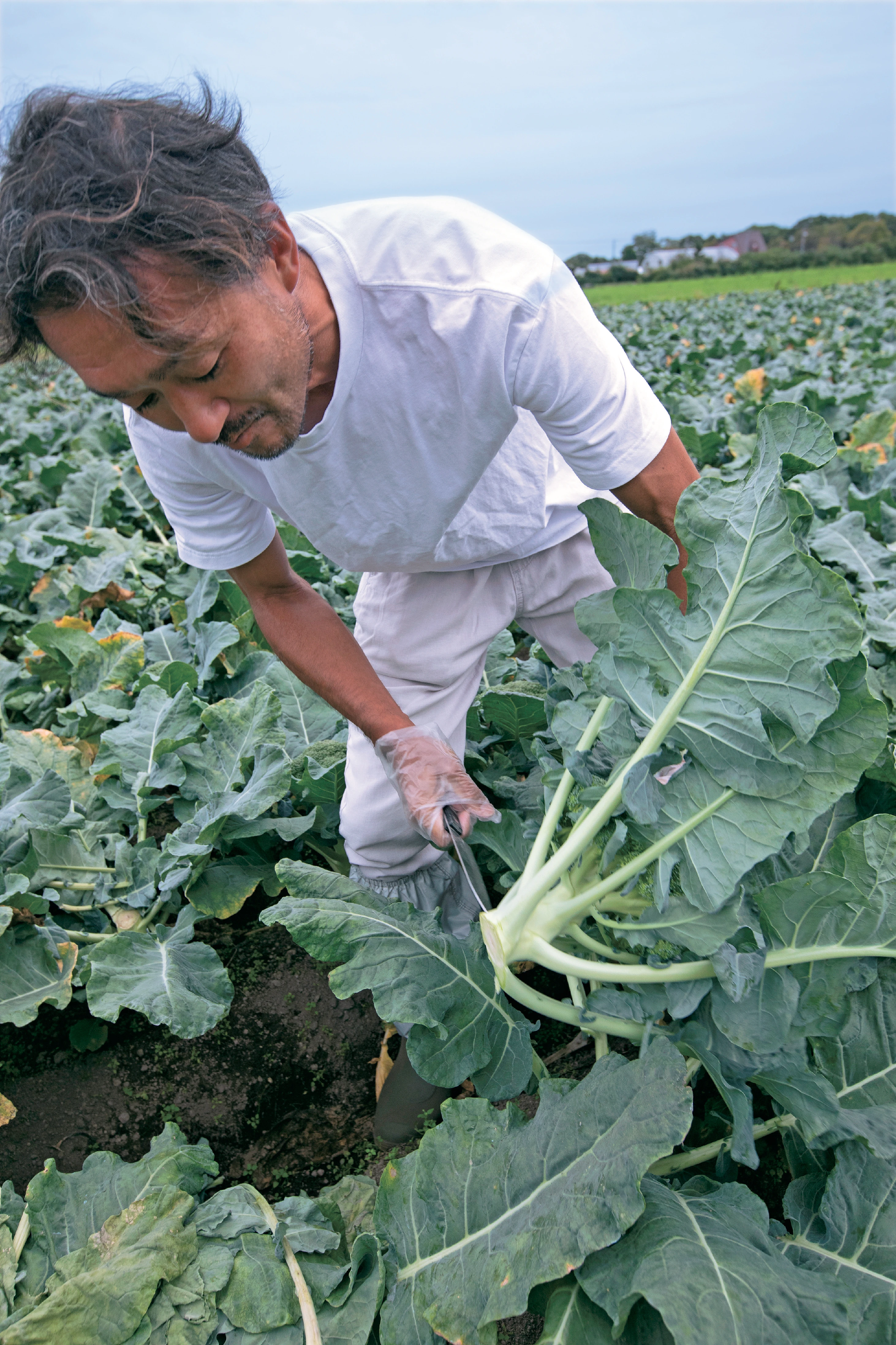 今年、ブロッコリーを増産し、質を維持しつつさらなる収量アップに挑戦